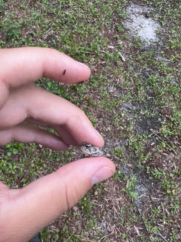 North American Toads from Whiteville, NC, US on May 31, 2023 at 07:16 ...