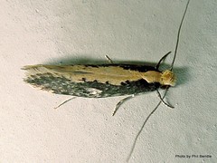 Monopis ethelella
