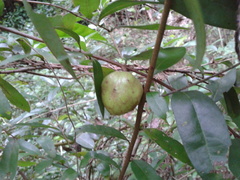 Annona globiflora