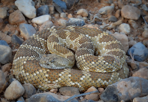 Rattlesnakes photographed in Nevada