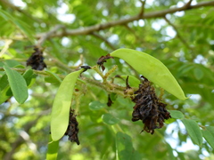 Dalbergia glaucocarpa image