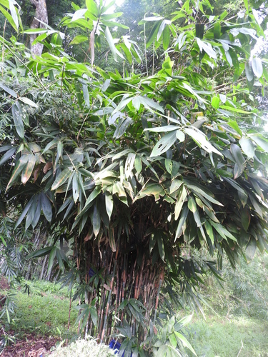 Ochlandra travancorica