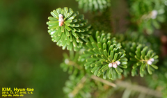 Abies koreana