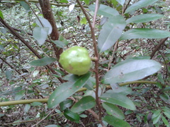 Annona globiflora