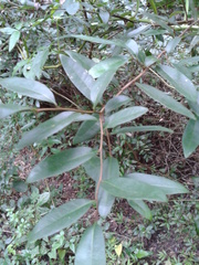 Annona globiflora
