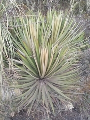 Puya goudotiana