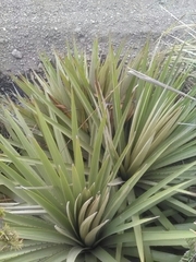 Puya goudotiana