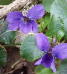 Viola odorata image