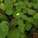Marsh Pennywort - Photo (c) Duarte Frade, some rights reserved (CC BY), uploaded by Duarte Frade