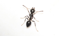 Myrmecorhynchus carteri