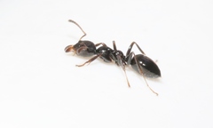 Myrmecorhynchus carteri