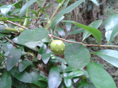 Annona globiflora