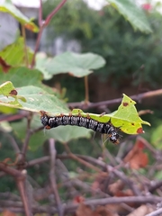 Androloma disparata