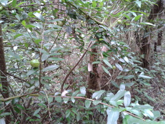 Annona globiflora