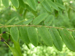 Dalbergia glaucocarpa image