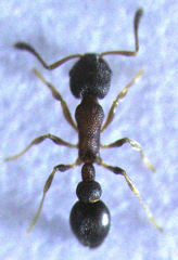 Cardiocondyla minutior