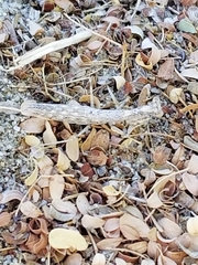 Litaneutria ocularis