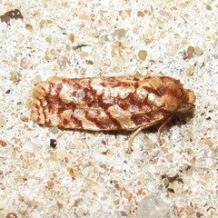 Choristoneura houstonana