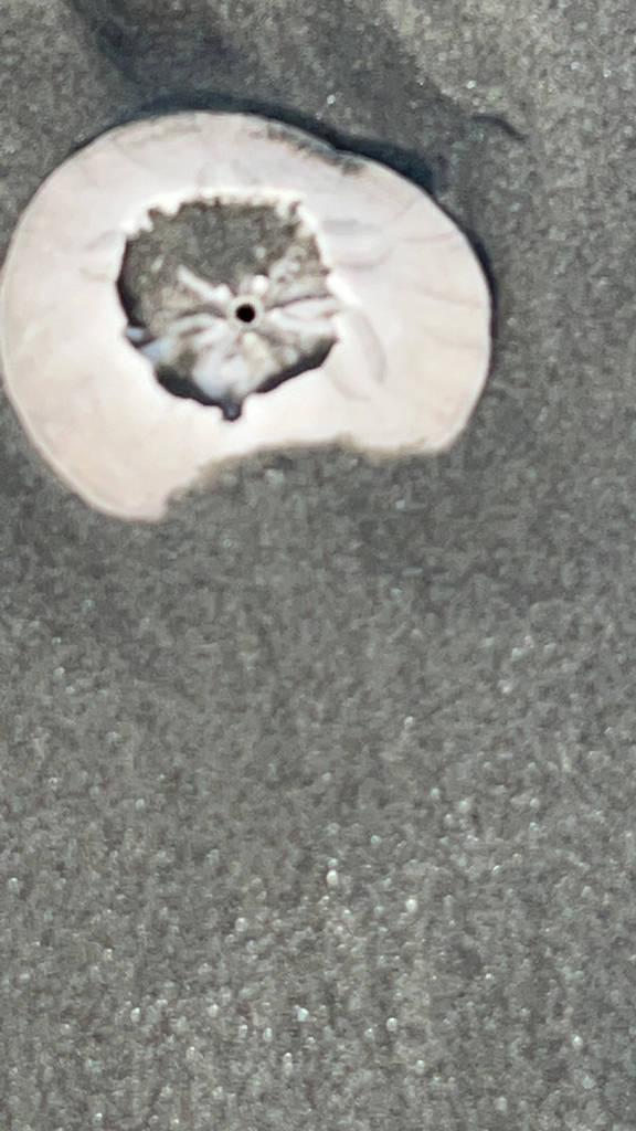 eccentric sand dollar sea urchin