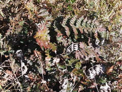 Polystichum oculatum