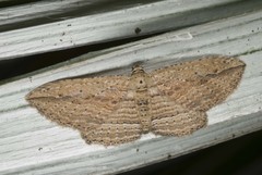 Austrocidaria gobiata