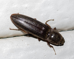 Gambrinus griseus