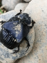 Phanaeus adonis