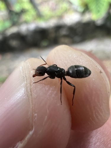Camponotus brevisCamponotus brevis