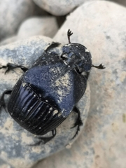 Phanaeus adonis