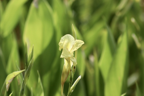 Bandanna of the Everglades (Canna flaccida)