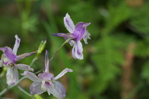 Image of Delphinium gracilentum by (c) Arvel Hernandez, some rights reserved (CC BY)