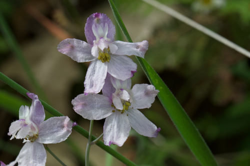 Image of Delphinium gracilentum by (c) Arvel Hernandez, some rights reserved (CC BY)