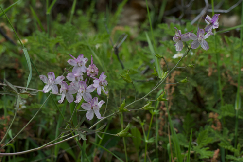 Image of Delphinium gracilentum by (c) Arvel Hernandez, some rights reserved (CC BY)