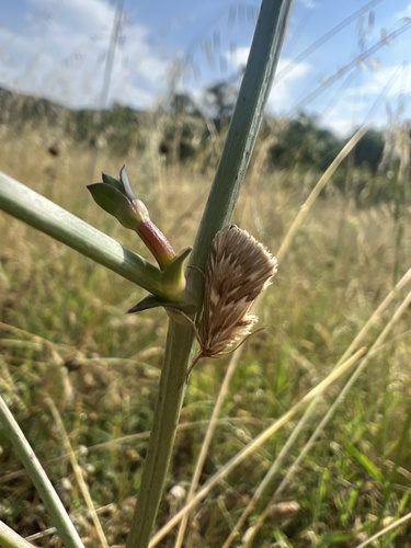 Cynaeda dentalis