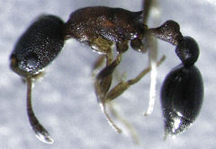 Cardiocondyla minutior