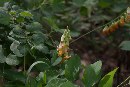 Image of Lathyrus sulphureus by (c) Arvel Hernandez, some rights reserved (CC BY)