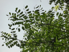 Dalbergia abrahamii
