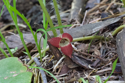 Image of Asarum lemmonii by (c) Arvel Hernandez, some rights reserved (CC BY)