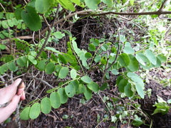 Dalbergia abrahamii