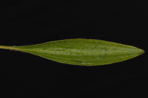 Image of Echinacea simulata by (c) Brian Finzel, some rights reserved (CC BY-SA)