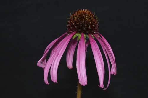 Image of Echinacea simulata by (c) Brian Finzel, some rights reserved (CC BY-SA)