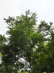 Dalbergia abrahamii