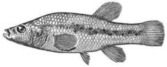 Baja California Killifish photo 5