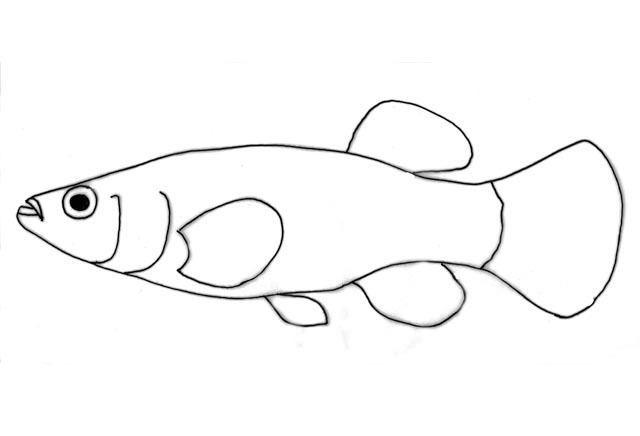 Yucatán Killifish