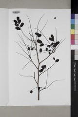 Dalbergia abrahamii