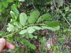 Dalbergia abrahamii