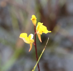 Utricularia juncea