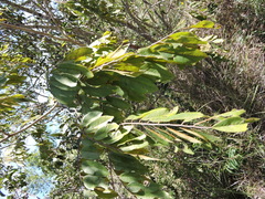 Dalbergia bemarivensis