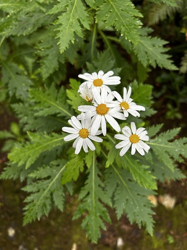 Argyranthemum pinnatifidum