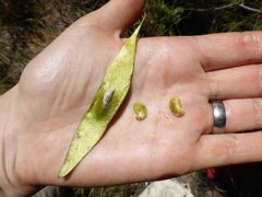 Dalbergia bemarivensis